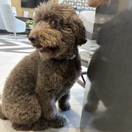 a cute gray puppy